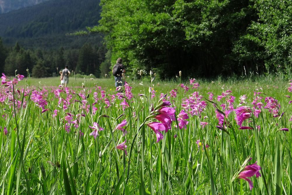 Gladiolenwiese