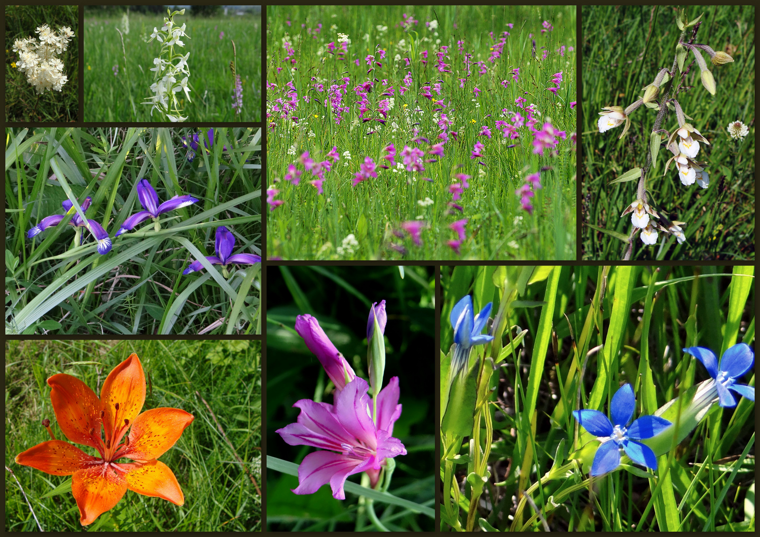 Gladiolenwiese Juni 2019