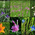 Gladiolenwiese Juni 2019