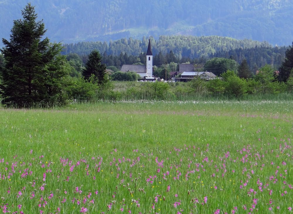 Gladiolenwiese Schütt