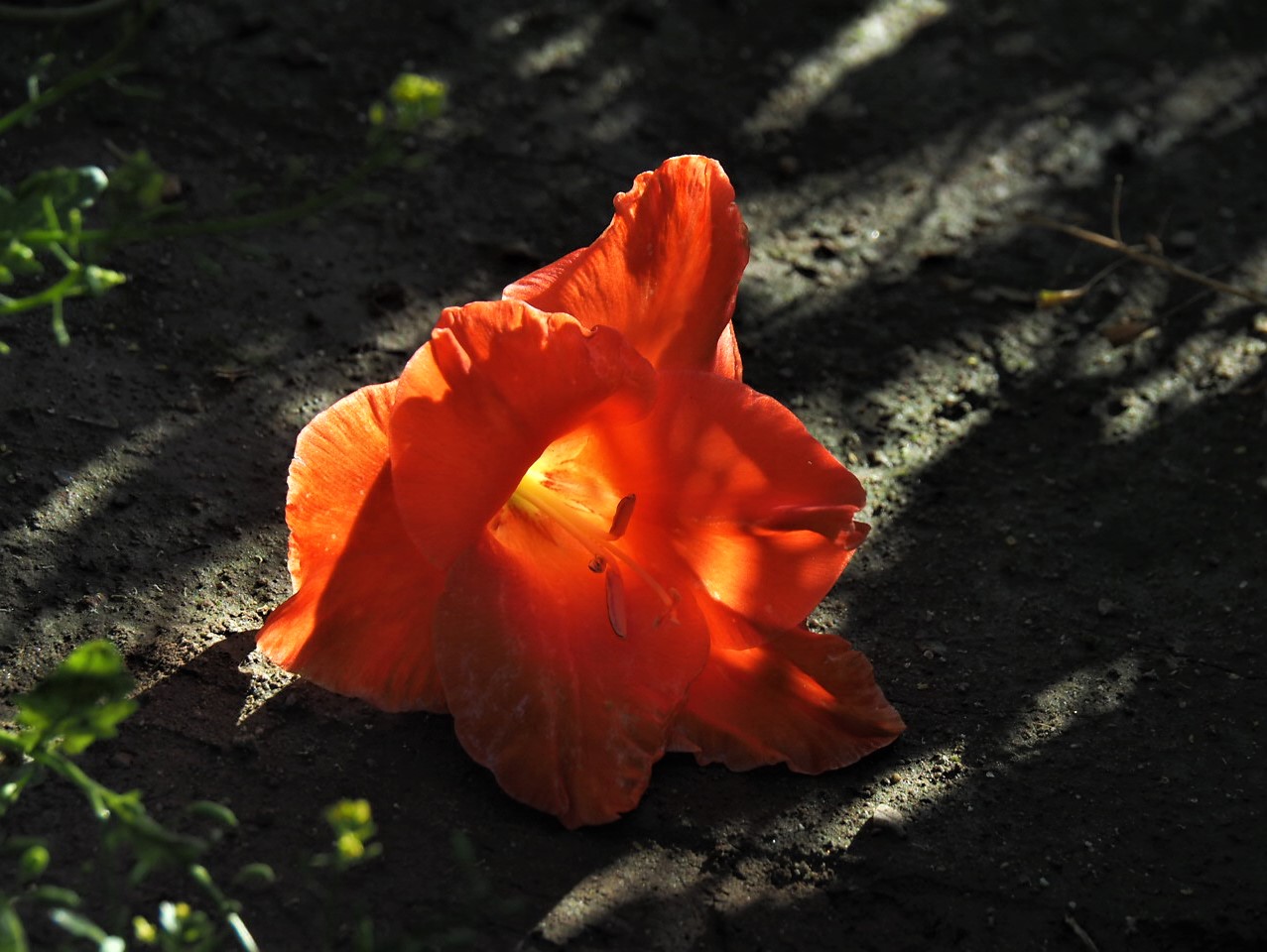 Gladiolenzauber