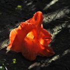 Gladiolenzauber