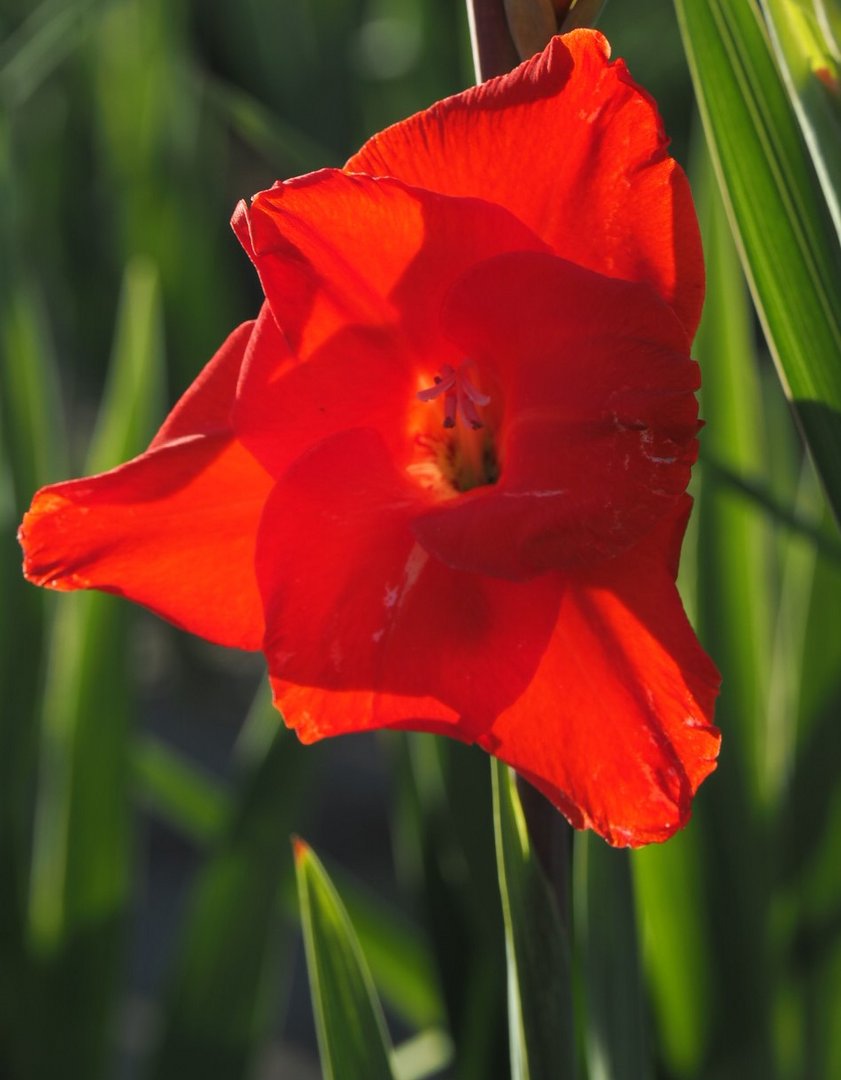 Gladiolenzauber