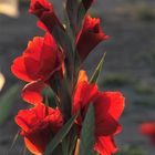 Gladiolenzauber vor Sonnenuntergang