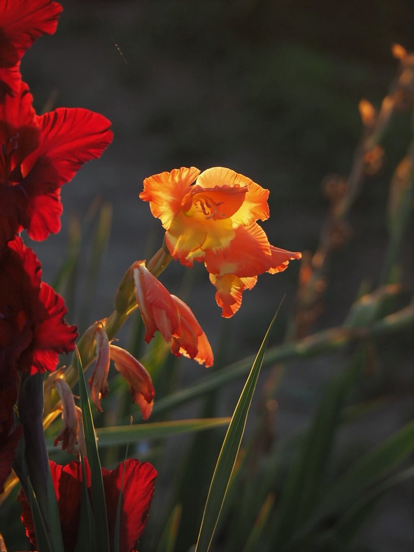 Gladiolenzauber vor Sonnenuntergang