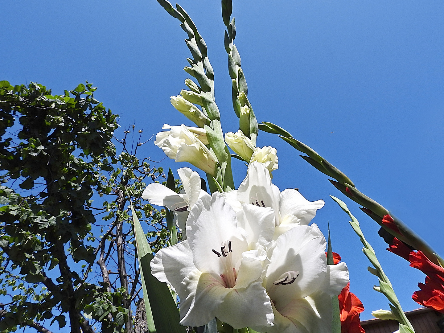 Gladioli 