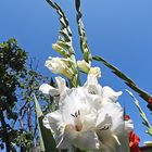 Gladioli 