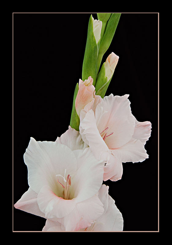 Gladioli