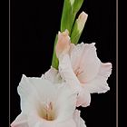 Gladioli