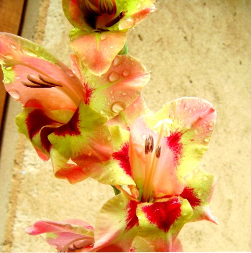 gladiolus