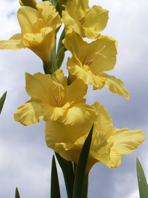 Gladiolus