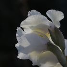 Gladiolus