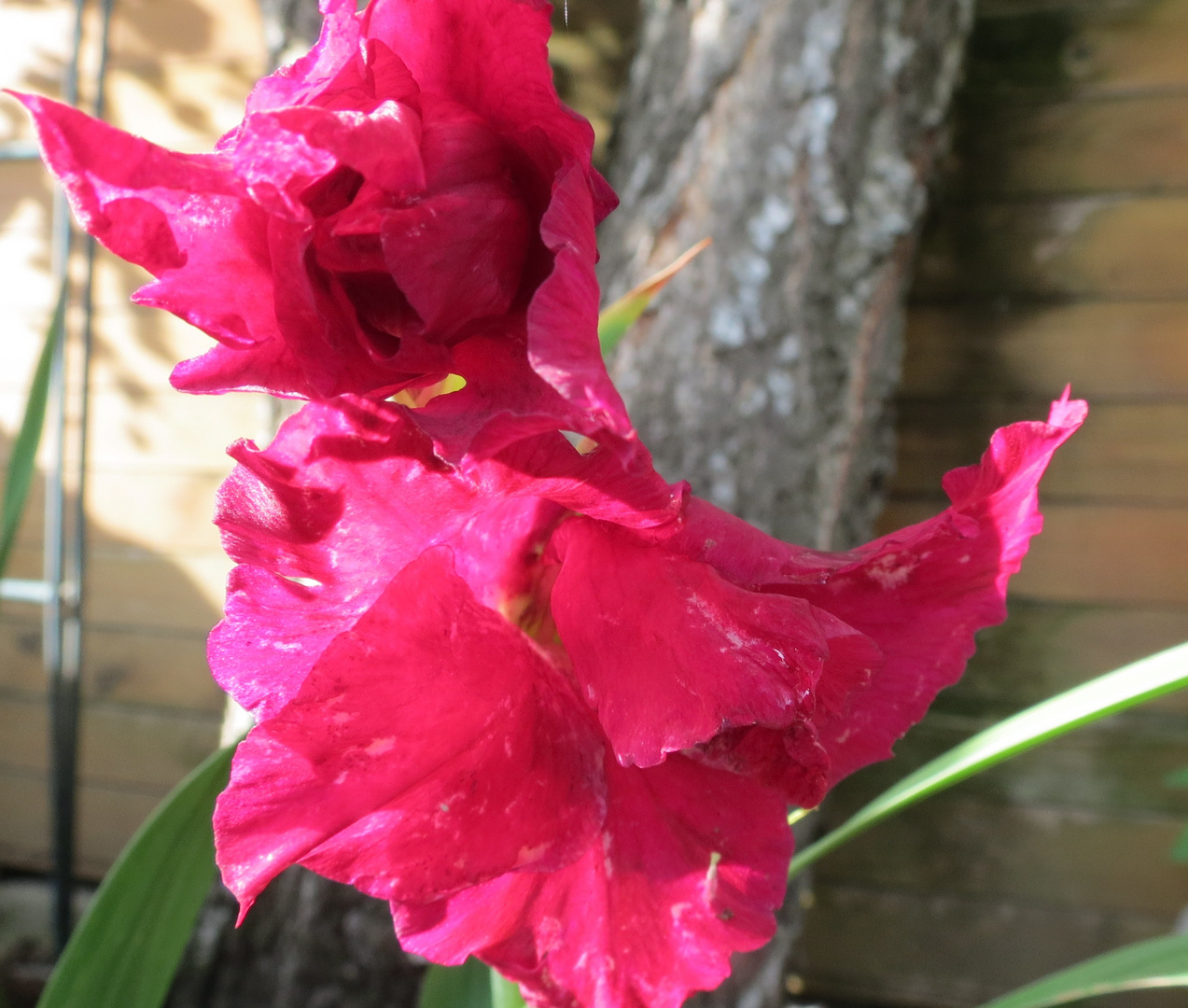 Gladiolus