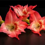 GLADIOLUS