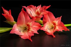 GLADIOLUS