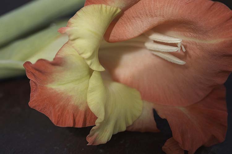 GLADIOLUS CLOSE UP.