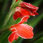 Gladiolus 