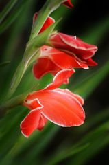 Gladiolus 