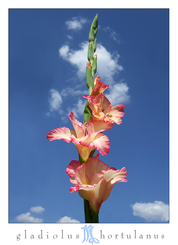 gladiolus hortulanus