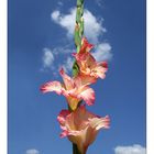 gladiolus hortulanus