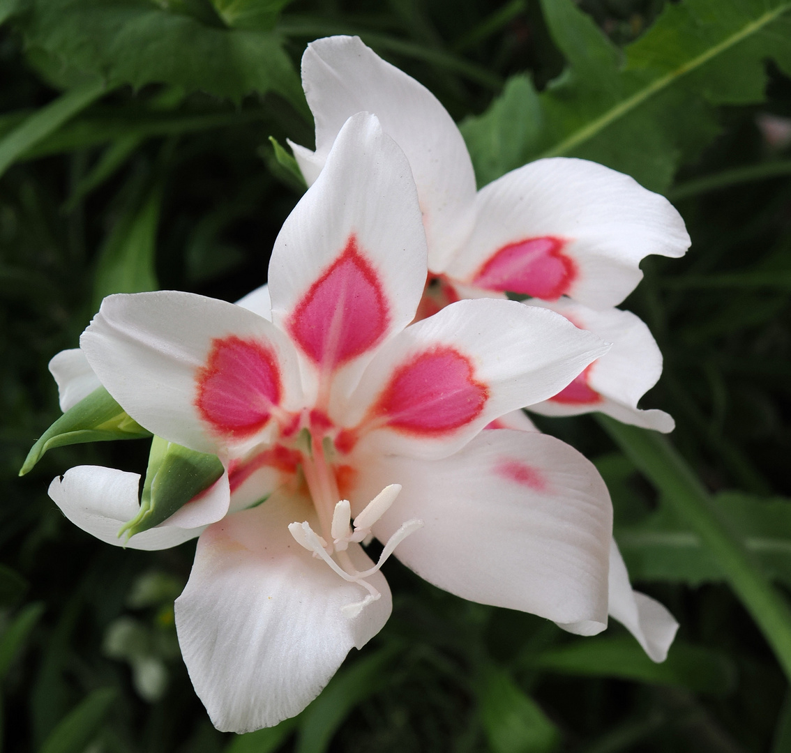 Gladiolus Nanus Nymph