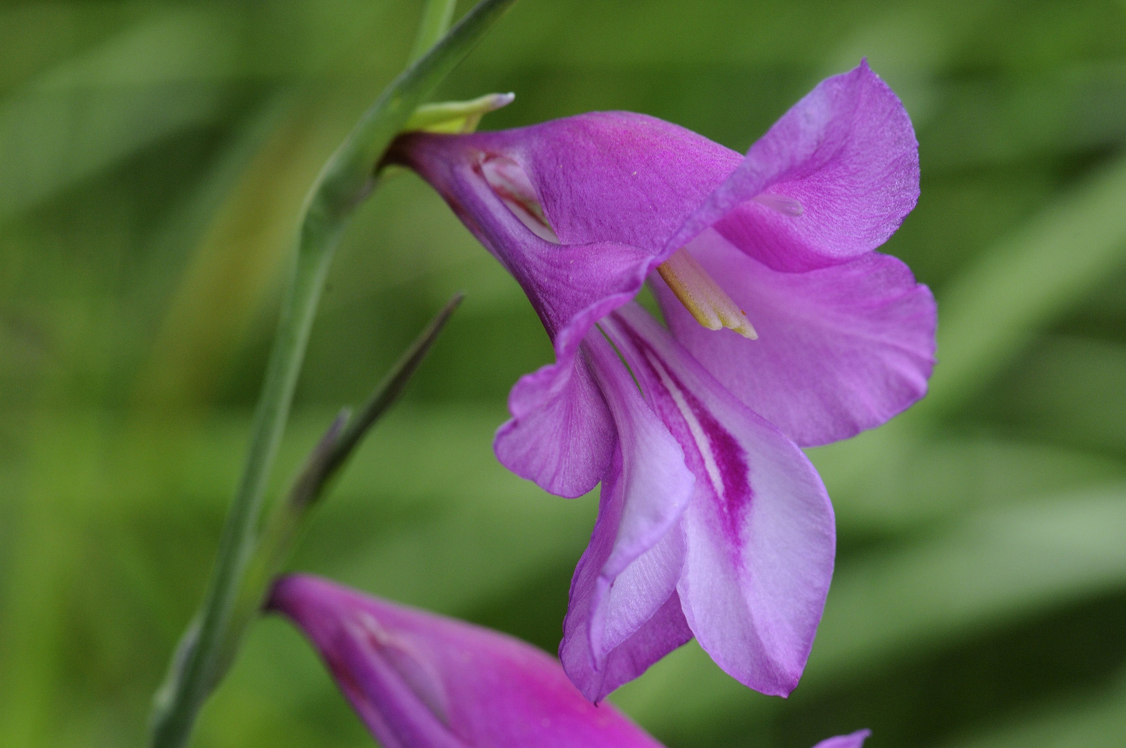 gladiolus palustris