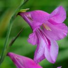 gladiolus palustris