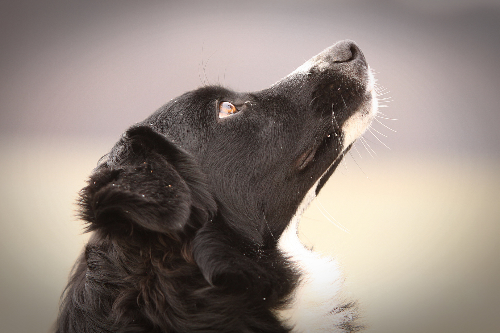  Gladys - Australian Shepherd Hündin