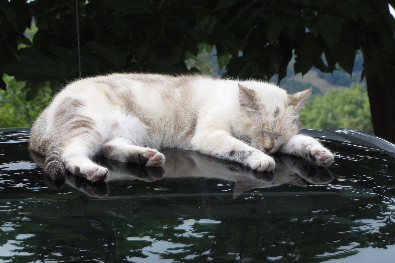 glänzend gebettet - oder: die Katze auf dem nicht heißen Blechdach