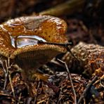 "Glänzende Begegnung im Wald"