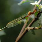 Glänzende Binsenjungfer