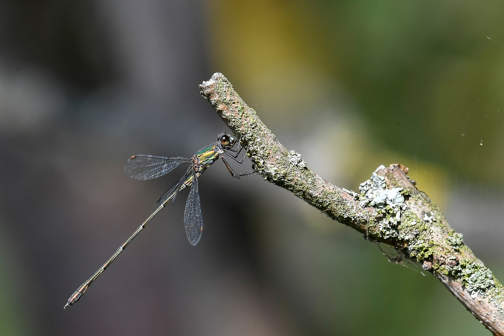 glänzende Binsenjungfer - Lestes dryas