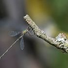 glänzende Binsenjungfer - Lestes dryas