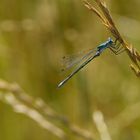 Glänzende Binsenjungfer (Lestes dryas)