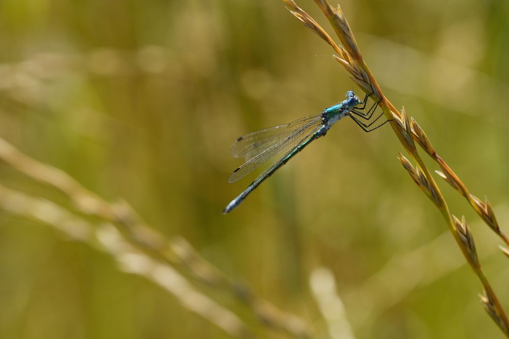 Glänzende Binsenjungfer (Lestes dryas)