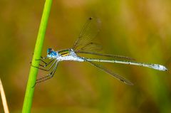 Glänzende Binsenjungfer (Lestes dryas)