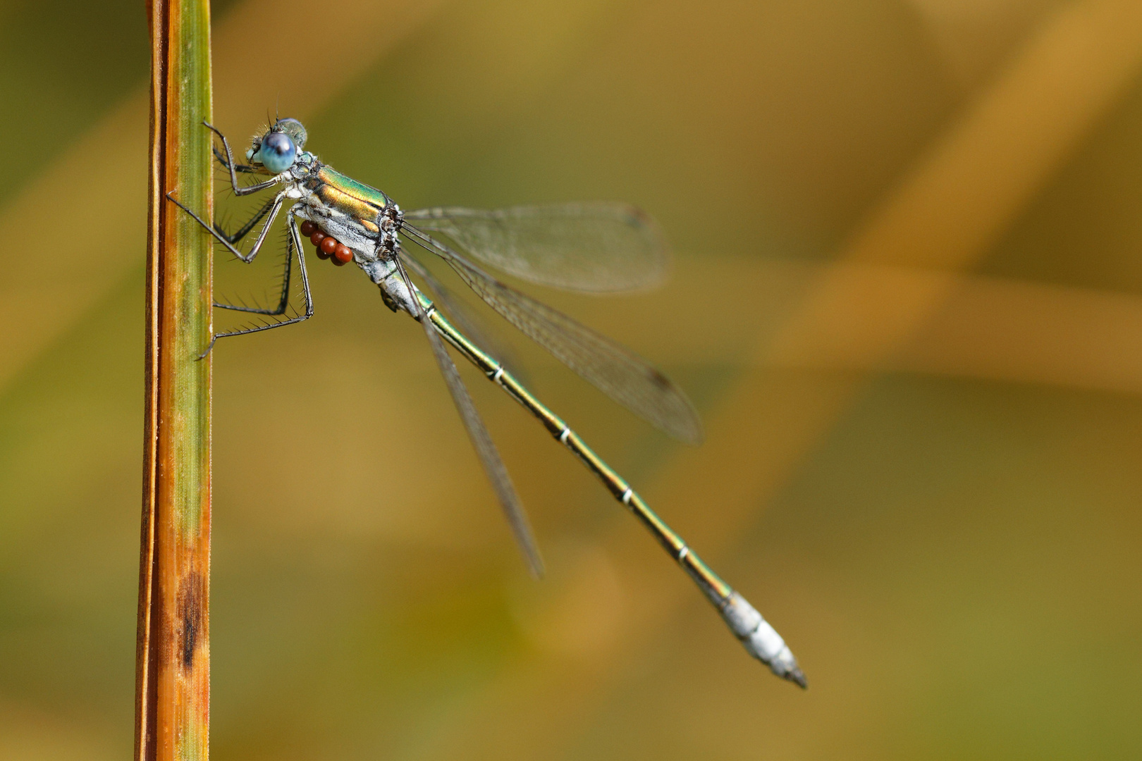 Glänzende Binsenjungfer (Lestes dryas)