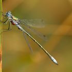 Glänzende Binsenjungfer (Lestes dryas)