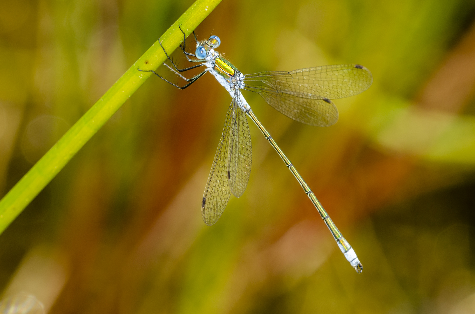 Glänzende Binsenjungfer (Lestes dryas)