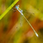 Glänzende Binsenjungfer (Lestes dryas)