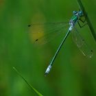 Glänzende Binsenjungfer (Lestes dryas)