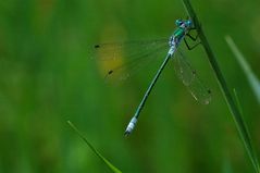 Glänzende Binsenjungfer (Lestes dryas)