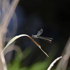 Glänzende Binsenjungfer (Lestes dryas)