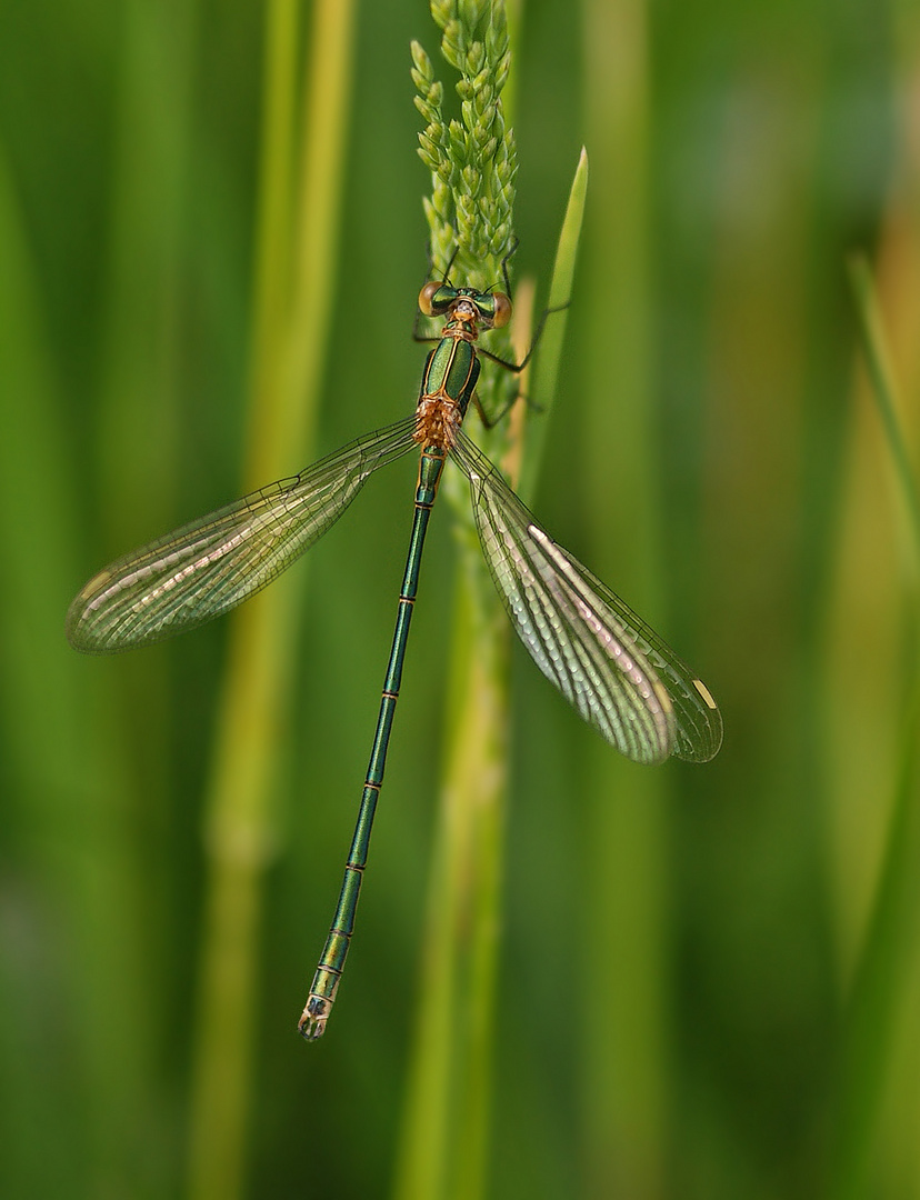 Glänzende Binsenjungfer (Lestes dryas)