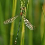 Glänzende Binsenjungfer (Lestes dryas)