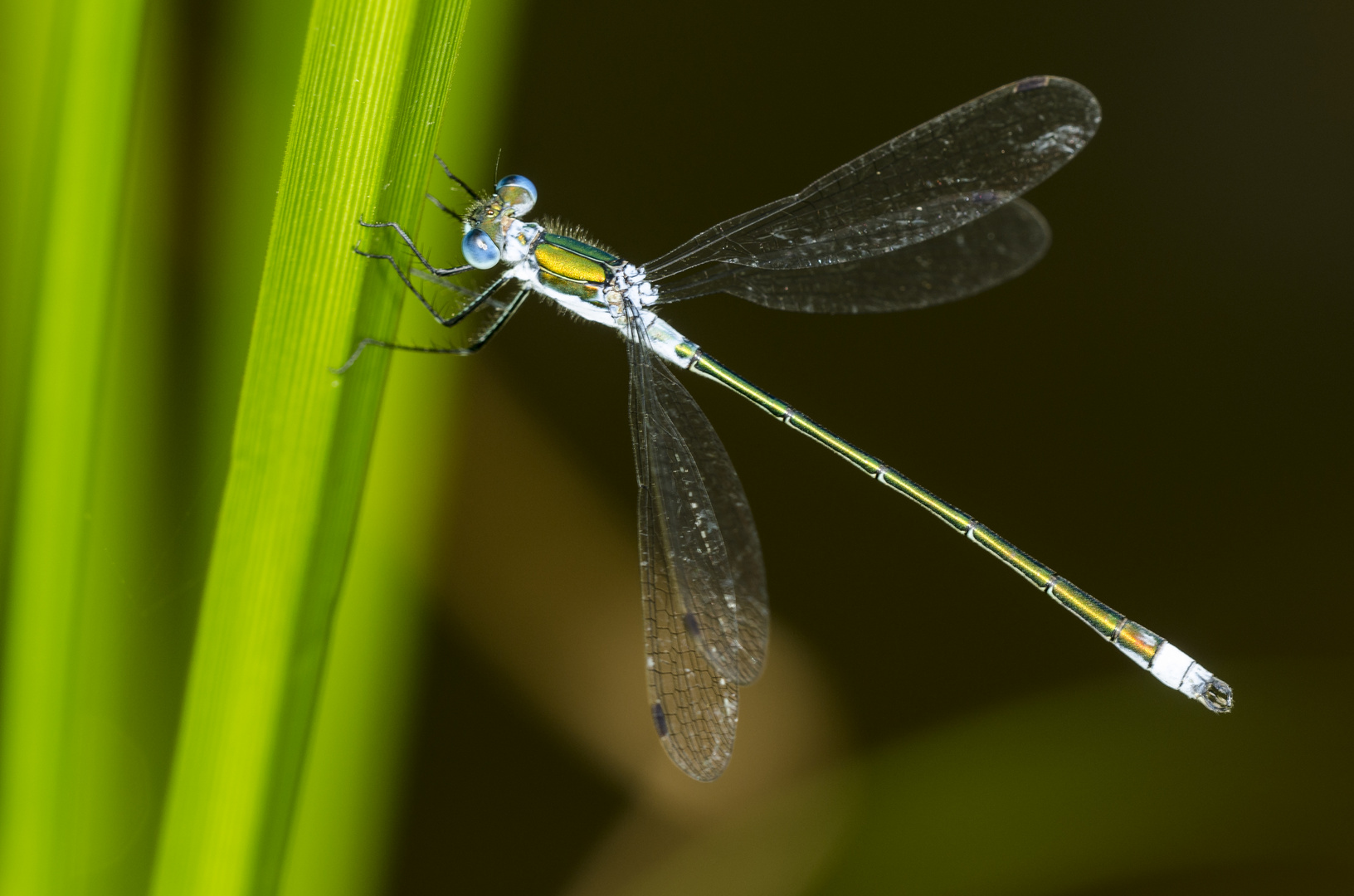 Glänzende Binsenjungfer (Lestes dryas)