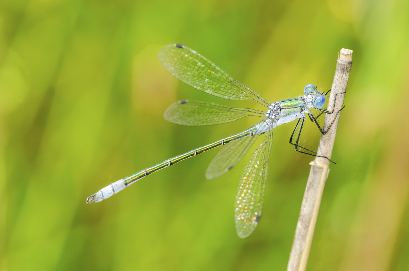 Glänzende Binsenjungfer (Lestes dryas)