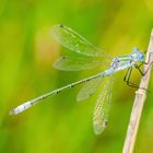 Glänzende Binsenjungfer (Lestes dryas)