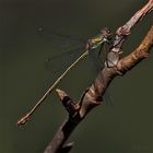 Glänzende Binsenjungfer - Lestes dryas ???