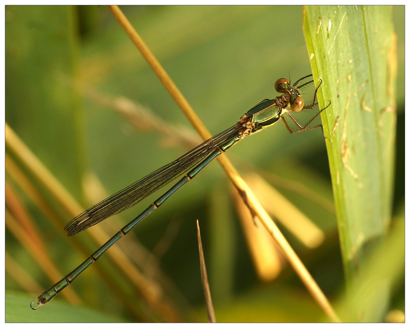 Glänzende Binsenjungfer (Lestes dryas)